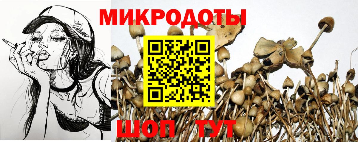 Сосновый Бор  Псилоцибиновые грибы Psilocybine cubensis  Вход с VPN 